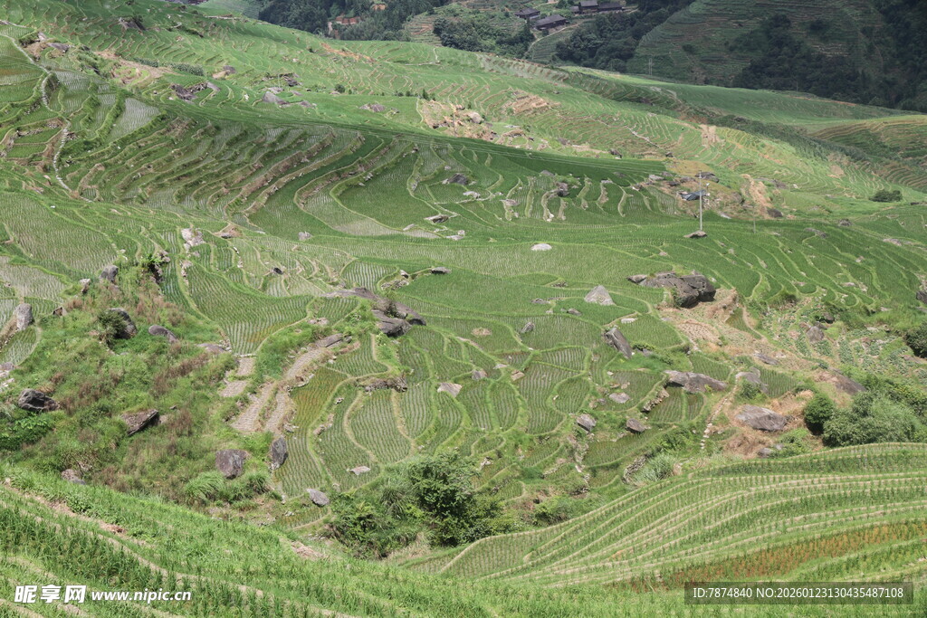 翠绿梯田美景