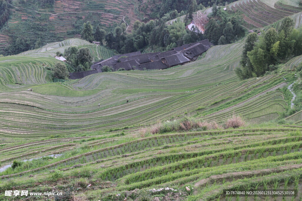美丽梯田风光