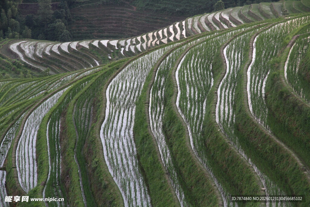 美丽壮观的层层绿色梯田