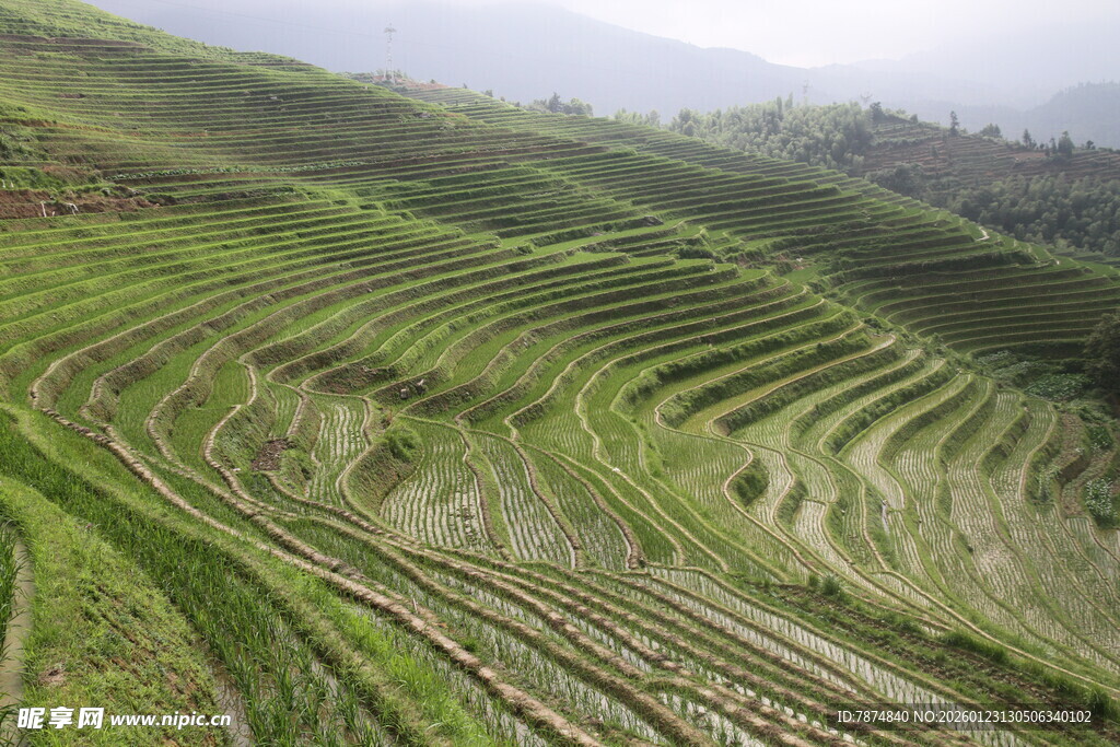 翠绿梯田美景