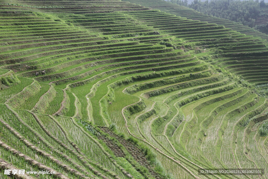 翠绿梯田美景
