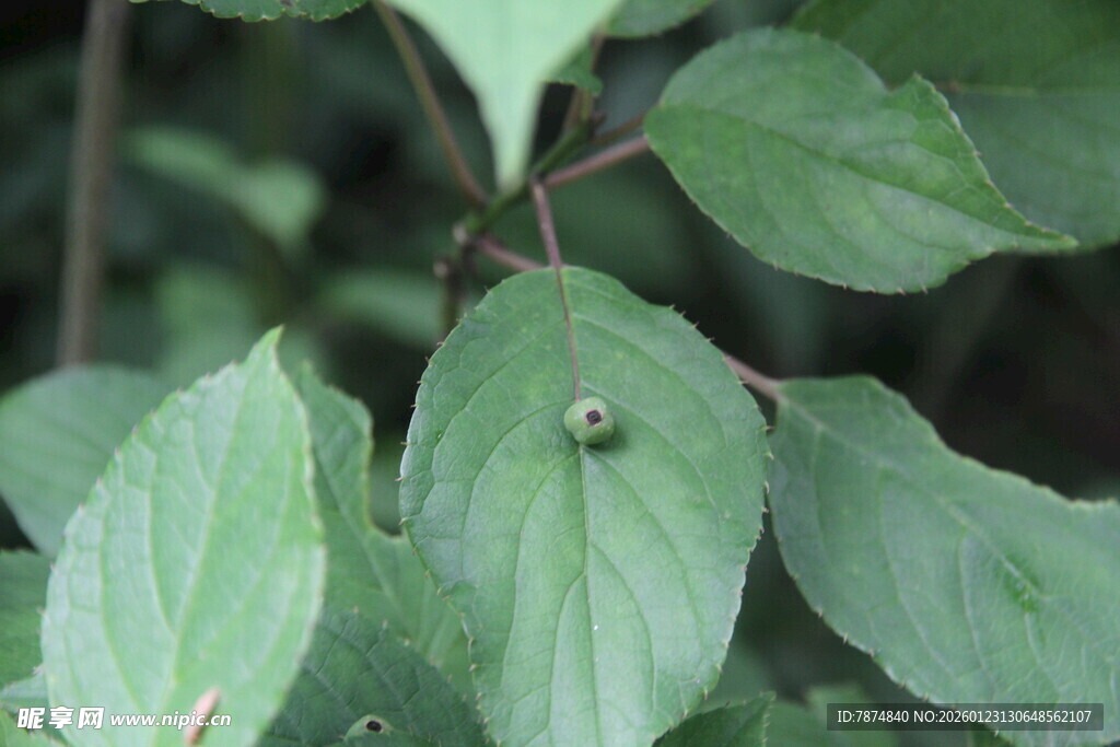 绿叶上的小昆虫
