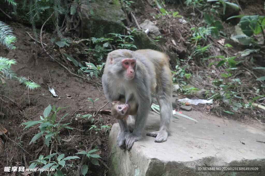 石上母猴与小猴