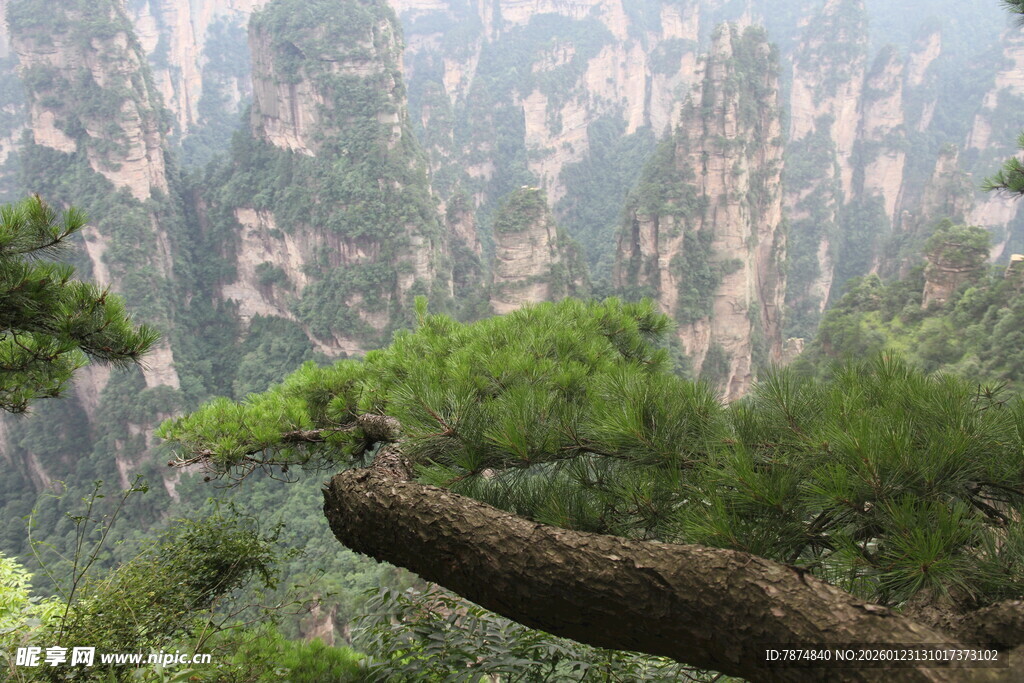 黄山奇松与壮丽山峦