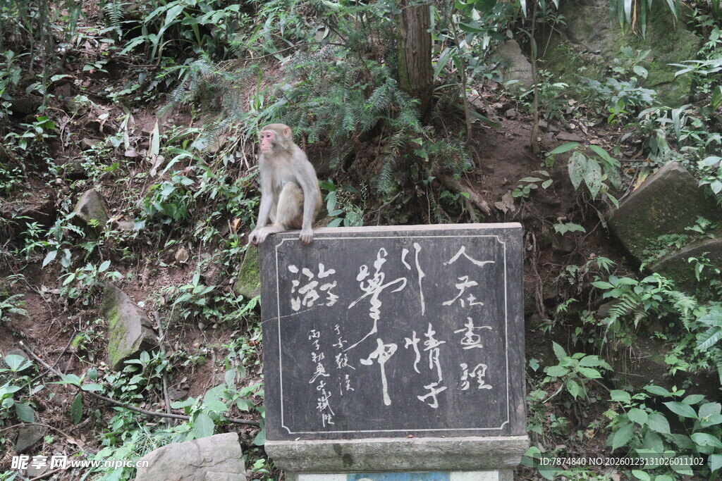 山林中的古朴石碑