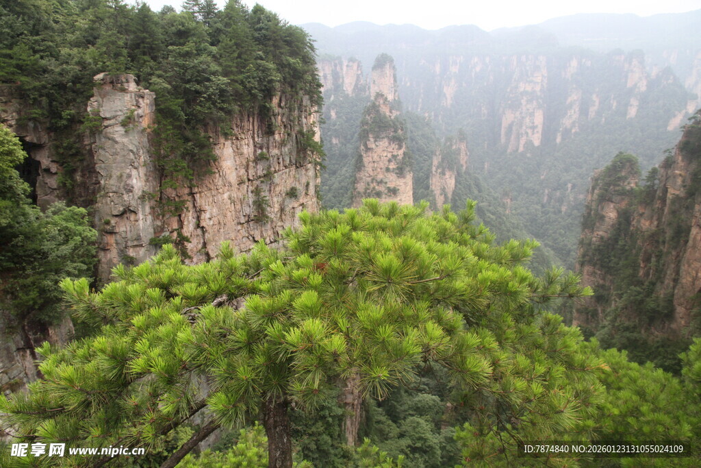 张家界奇峰间的翠绿松树
