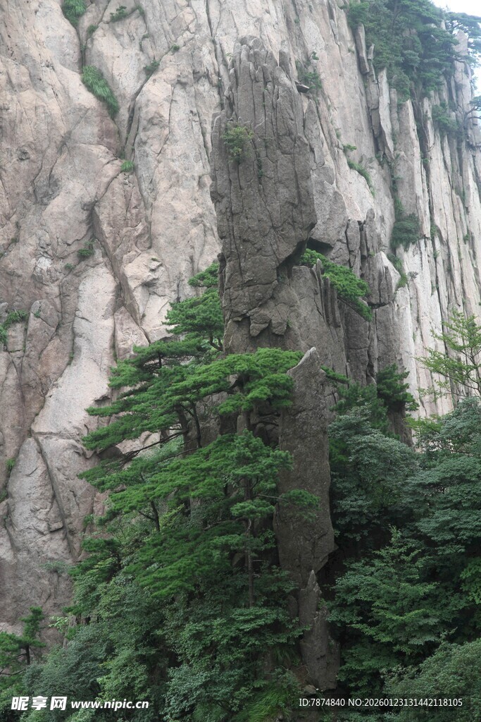 陡峭山崖旁的葱郁绿植