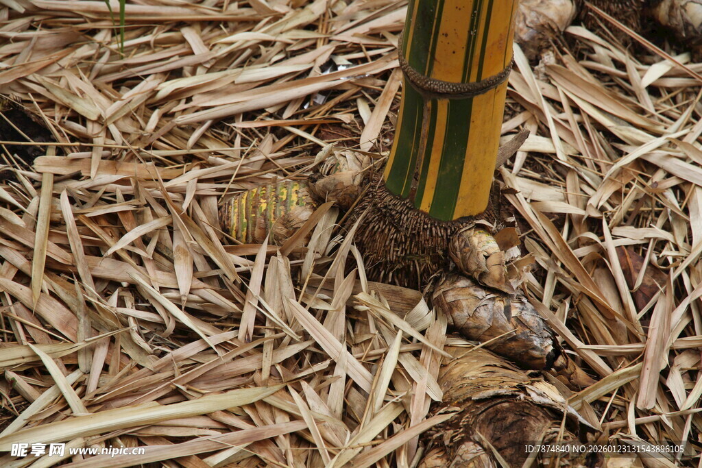 稻草覆盖下的植物根茎