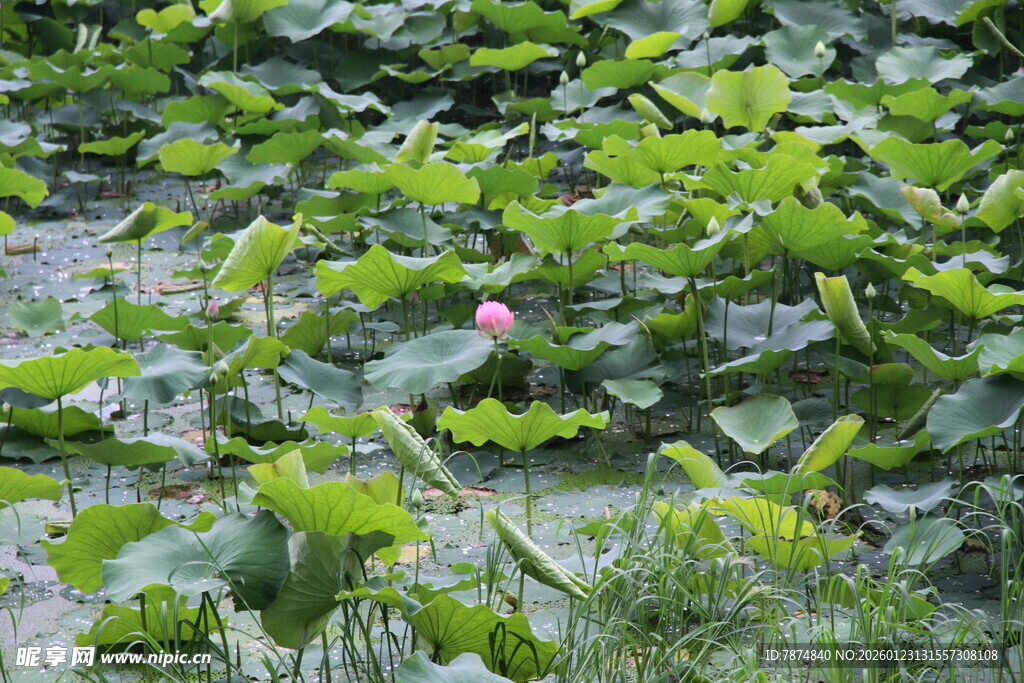 荷塘中的粉色荷花与绿叶