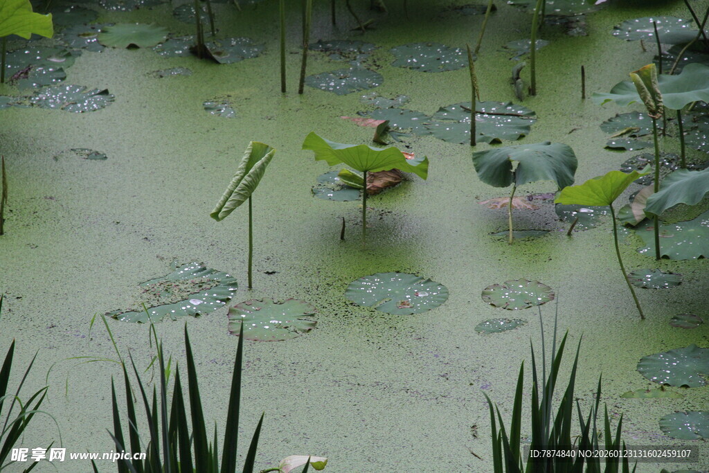 夏日荷塘 莲叶荷花初绽