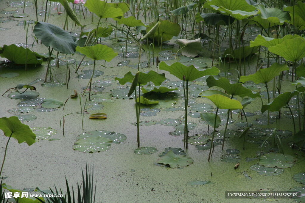夏日荷塘绿意盎然