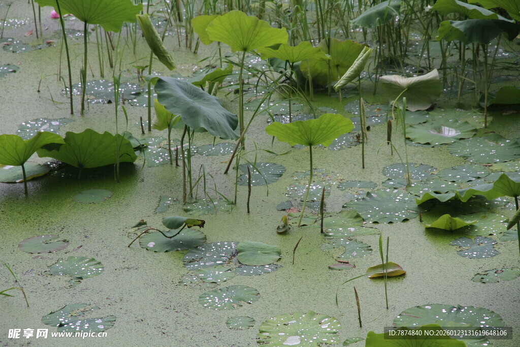 荷塘中的荷叶与水生植物