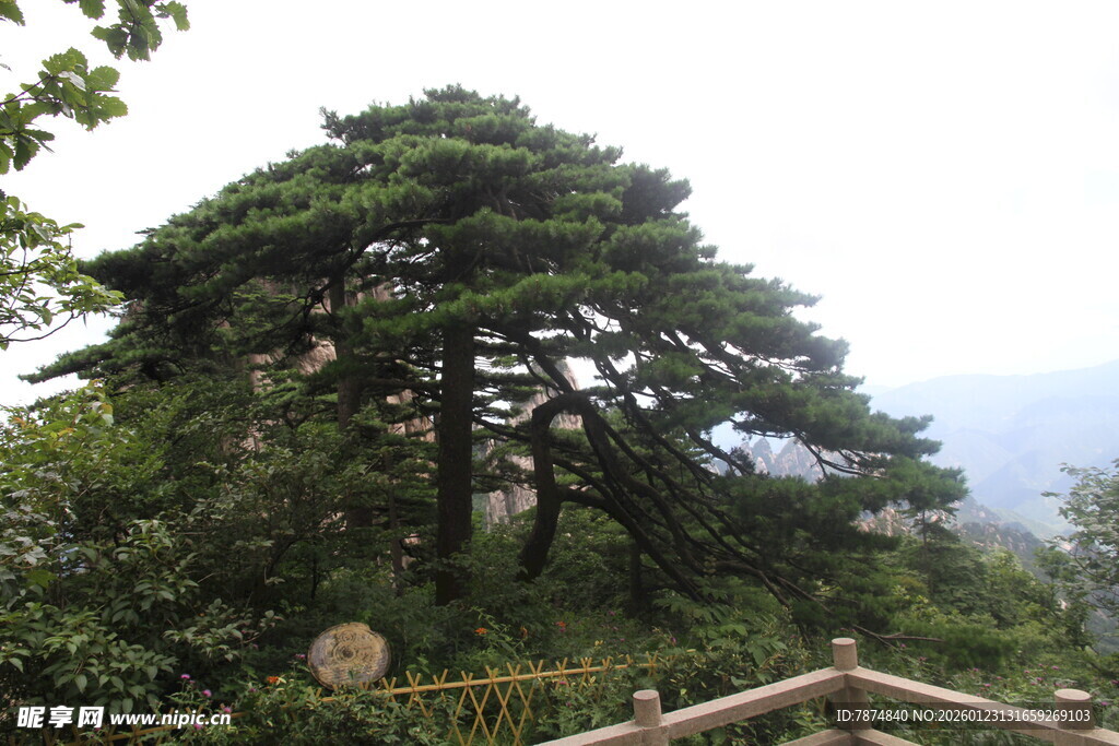 黄山奇松景观