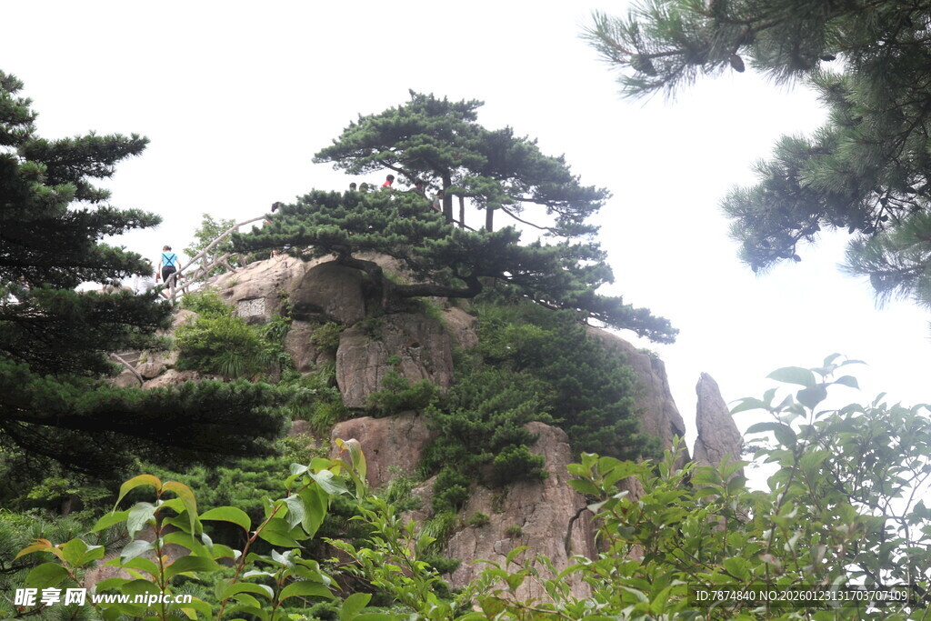 山间奇松与嶙峋怪石