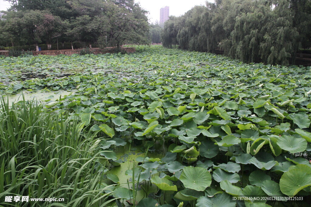 夏日荷塘绿意盎然