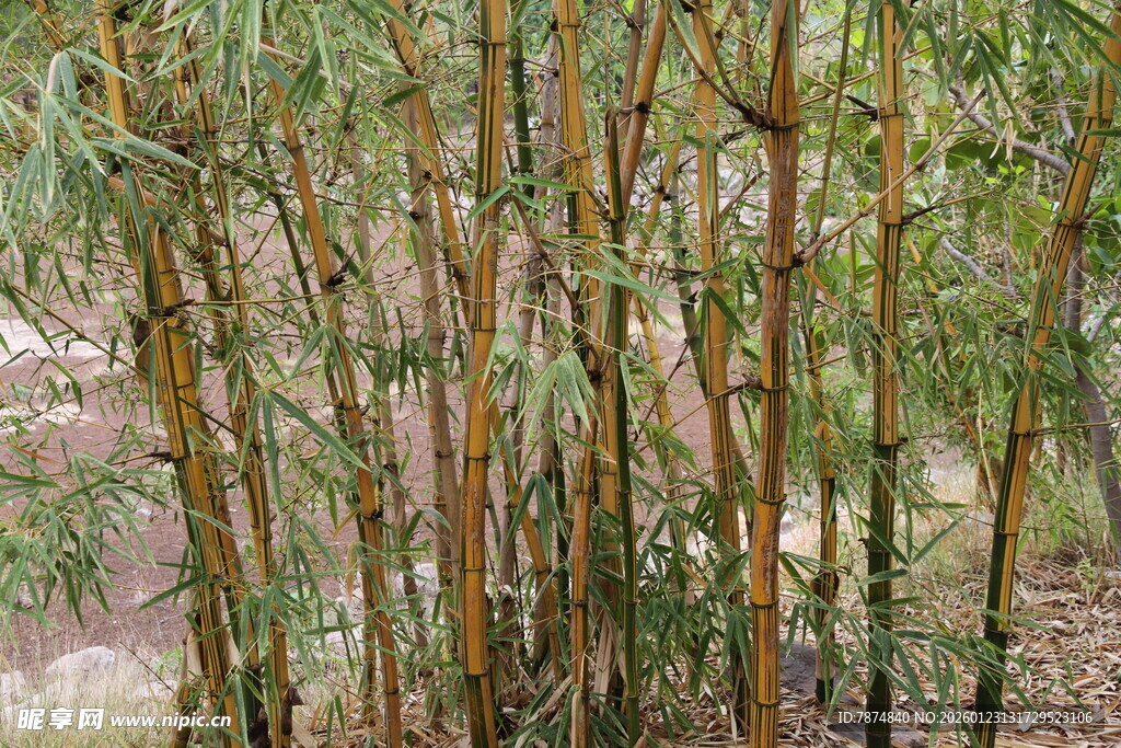 茂密竹林景观