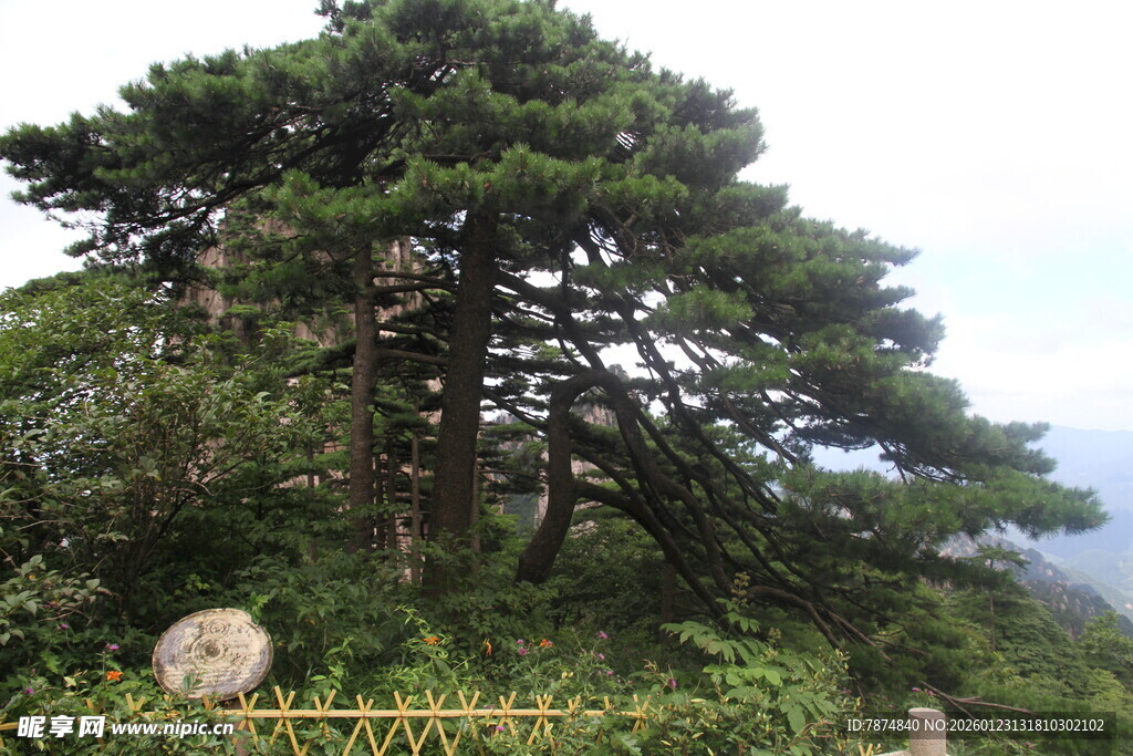 挺拔松树屹立山间