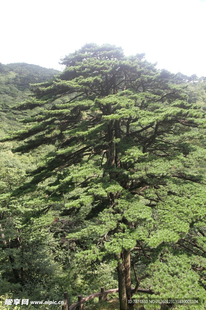 山林中的高大松树