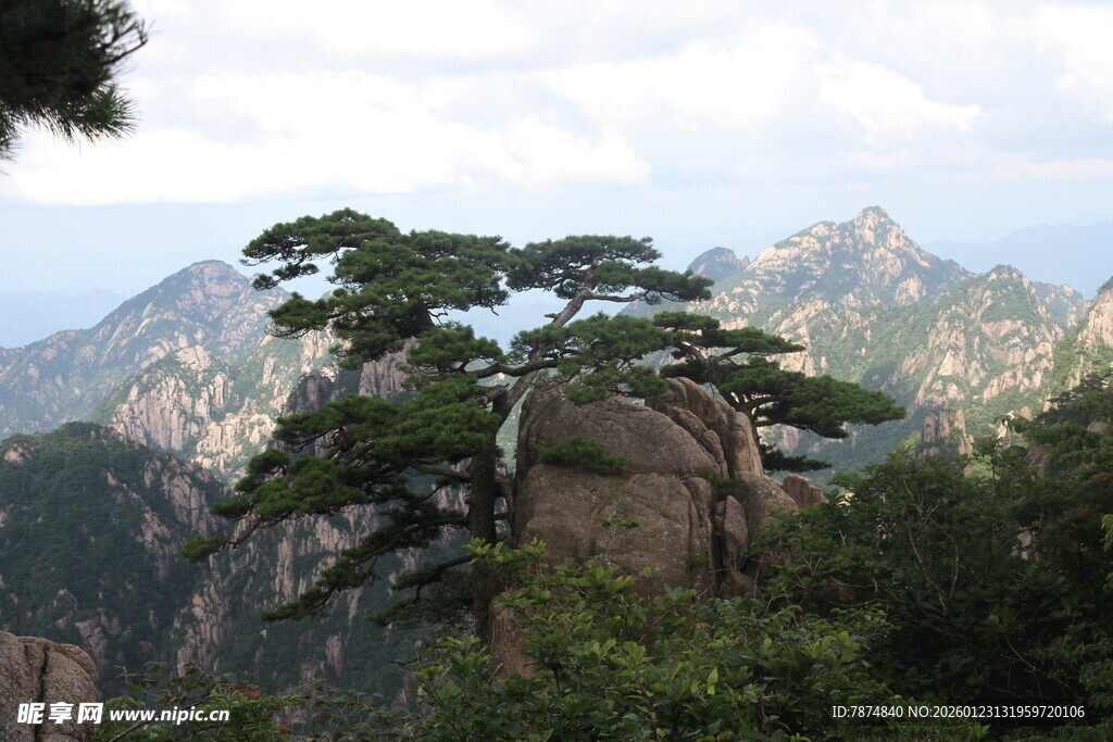 黄山奇峰上的苍松