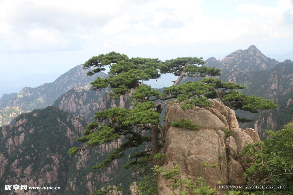 黄山奇峰上的苍松