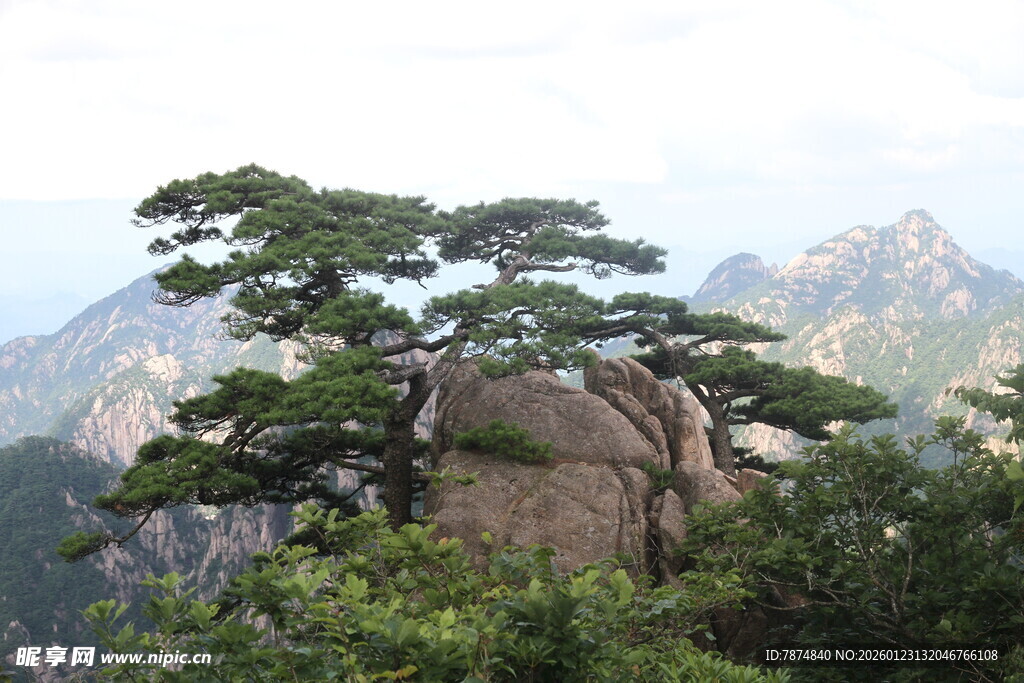 黄山奇松屹立于山石间