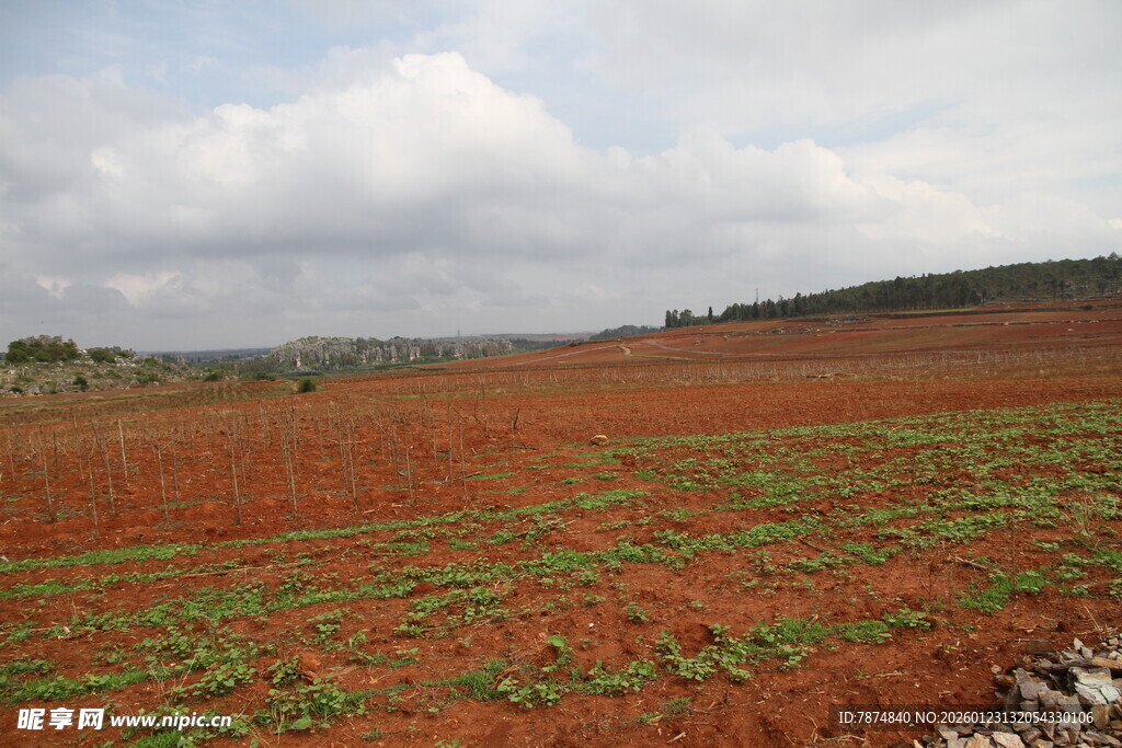 红土地上的绿意生机