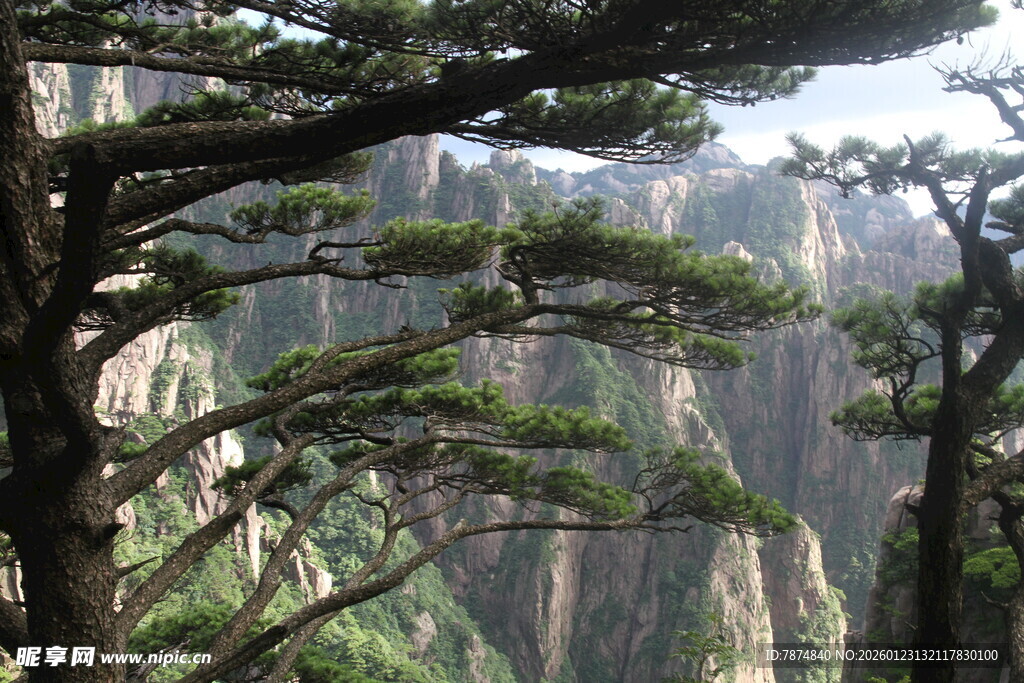 黄山奇松傲立山间