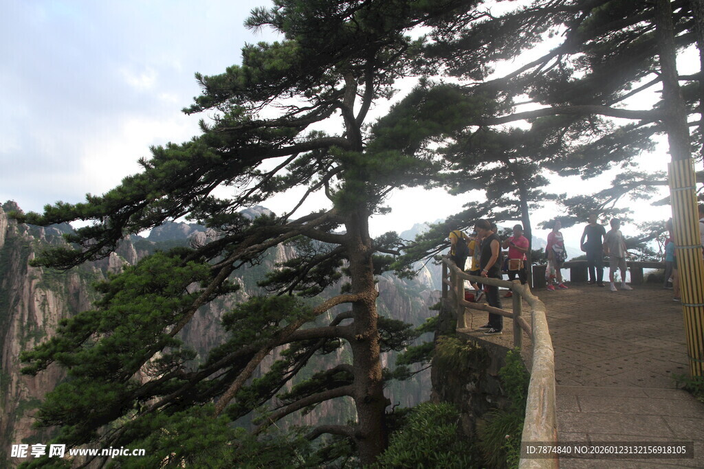 黄山栈道旁的苍松美景