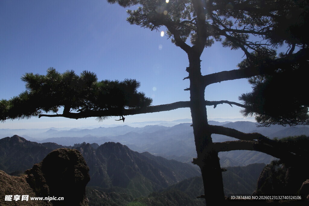 山巅孤松望云海
