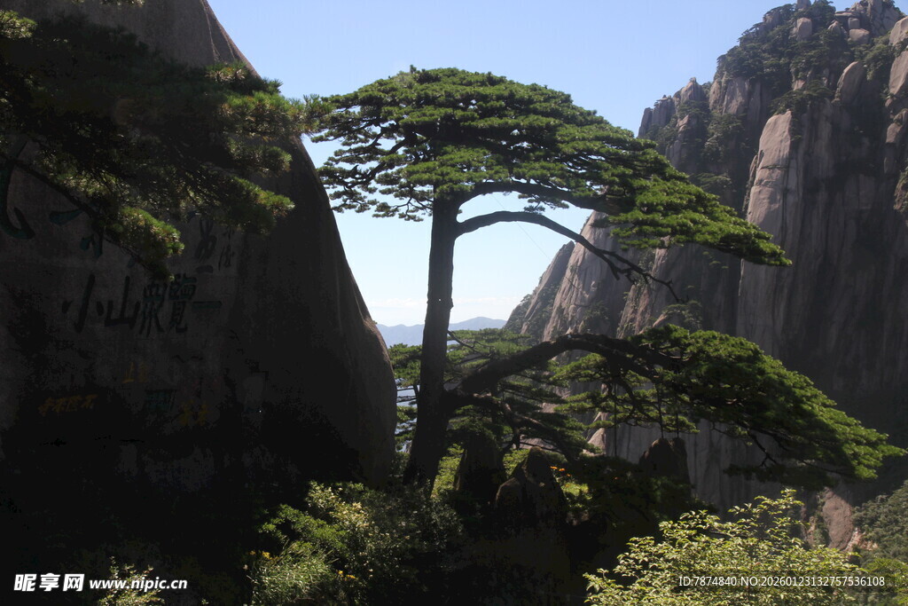 黄山奇峰间的挺拔松树