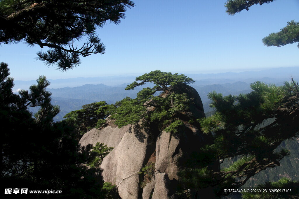 黄山奇峰上的翠绿松树