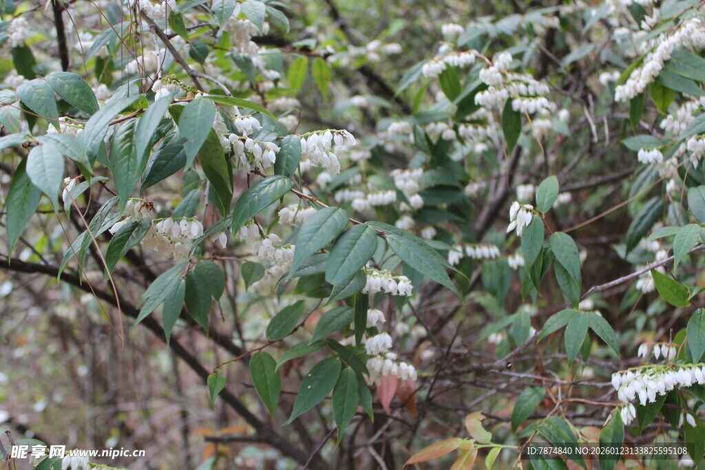 枝头繁花绿叶的植物景观