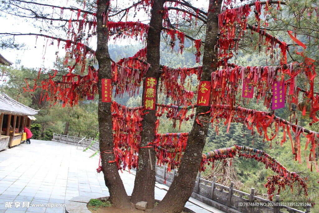 古树下的祈福红丝带