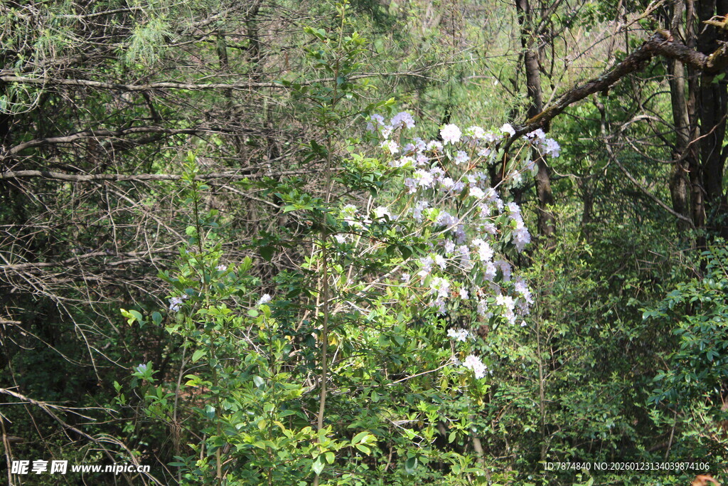 林间绽放的白色花朵