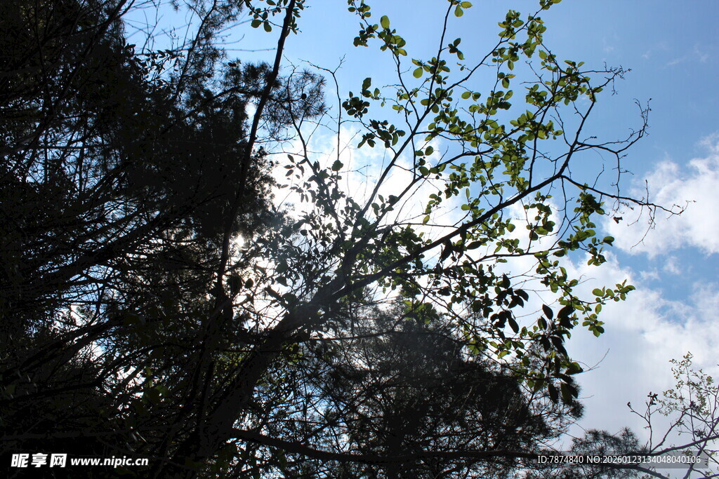 林间树梢望蓝天