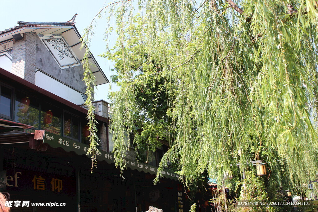 古宅旁垂柳摇曳生姿