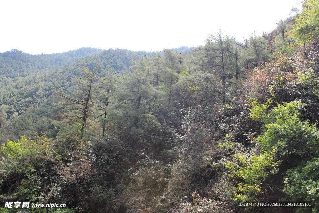 山林葱郁的自然景致