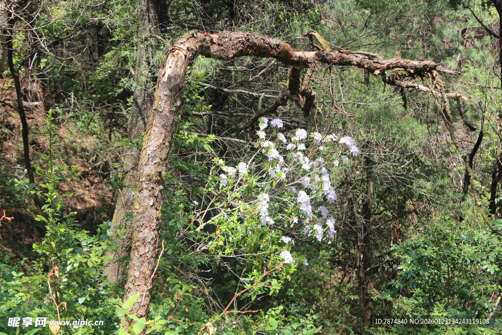 弯曲树枝下的繁茂绿植