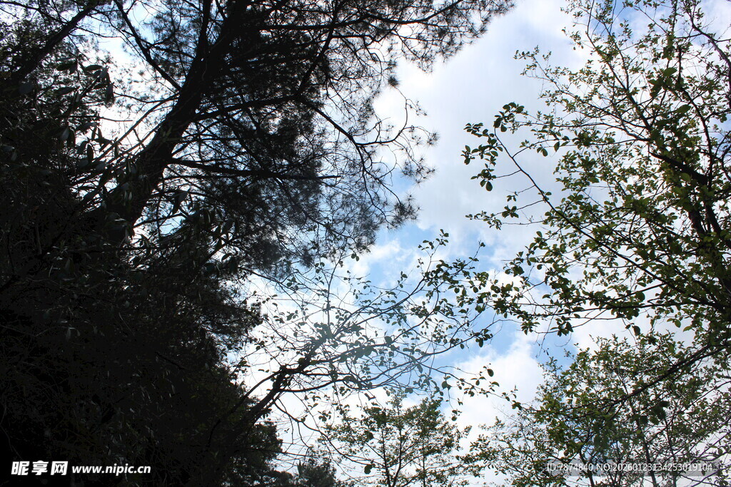 仰视林间树梢与天空