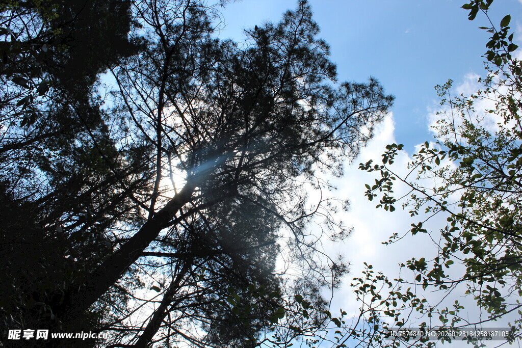 阳光穿透树林的自然美景