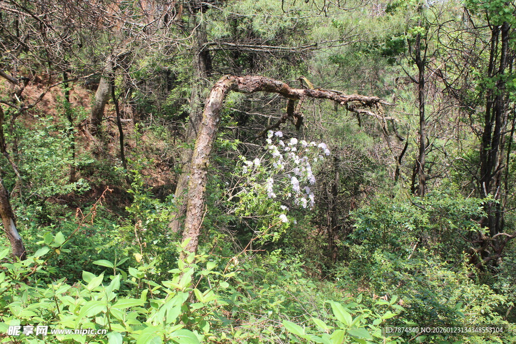 森林中弯折的枯树枝