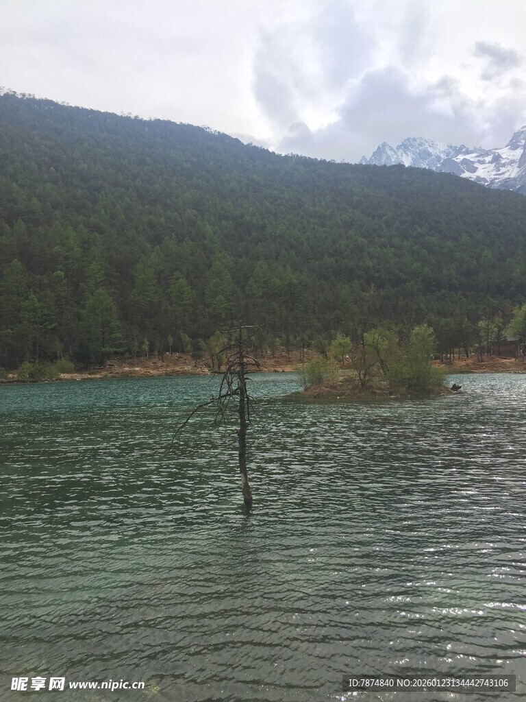 清澈湖景中的孤树