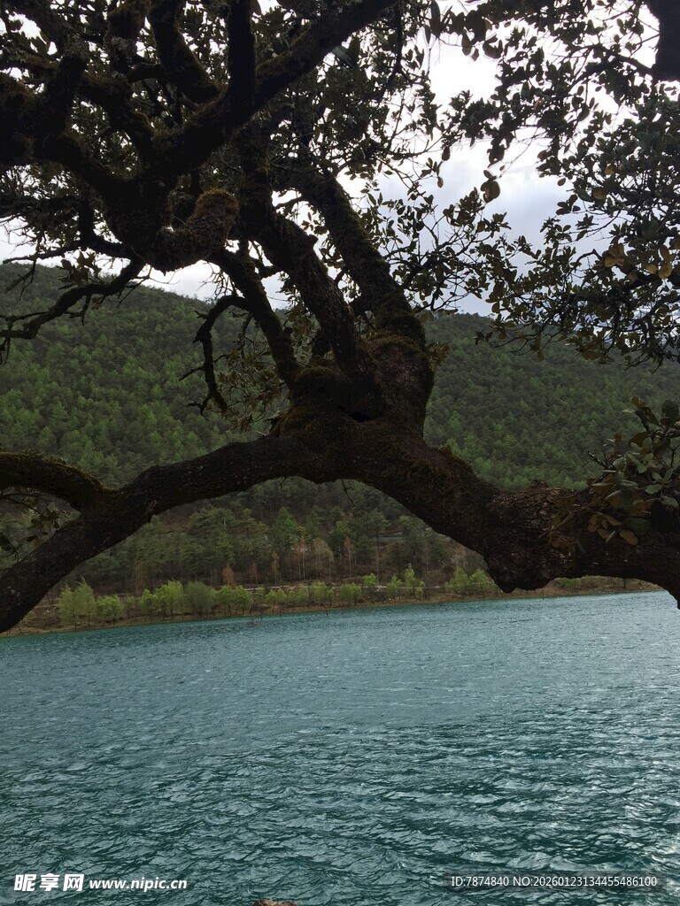 湖畔树枝低垂的静谧景致