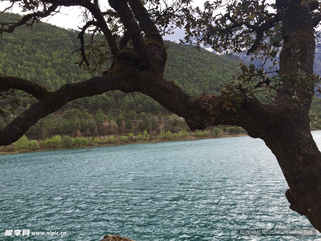 湖畔树枝与远山美景