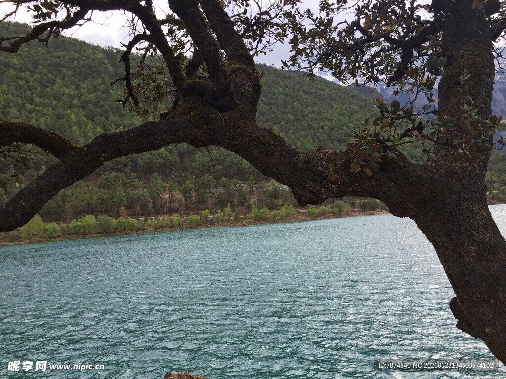 湖畔树枝与青山碧水