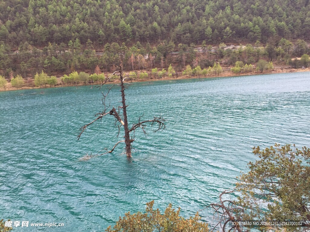 蓝湖孤树的自然美景