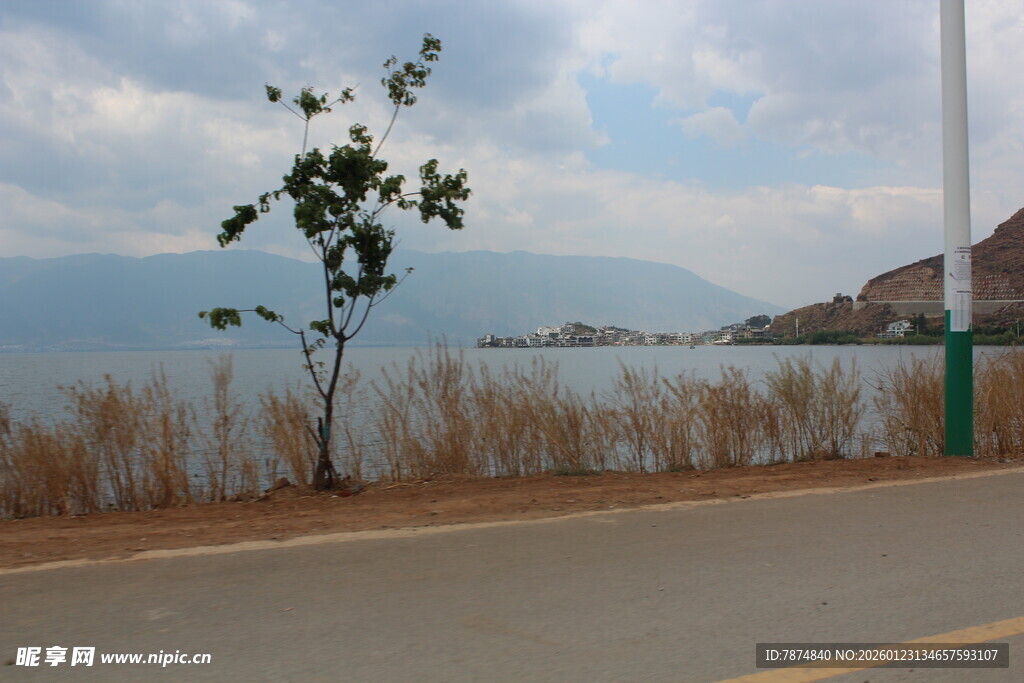 路边孤树伴湖景