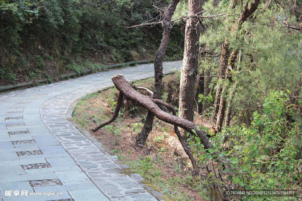 林间蜿蜒小路与休憩长椅