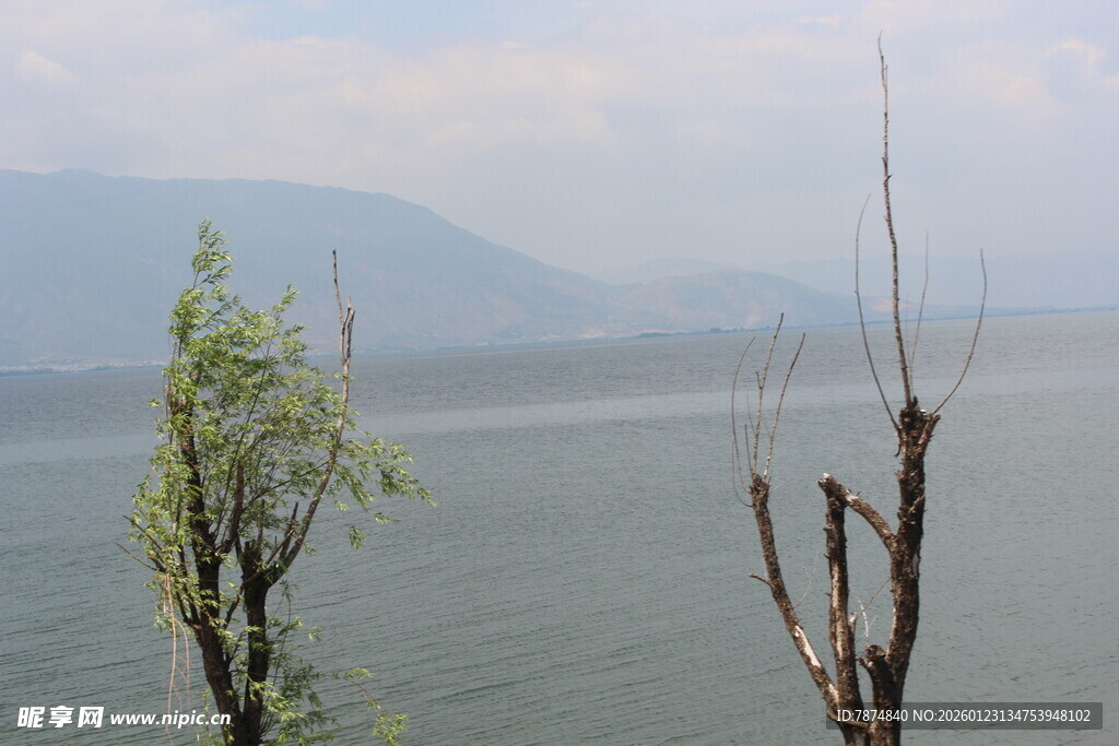 湖畔枯树与新绿