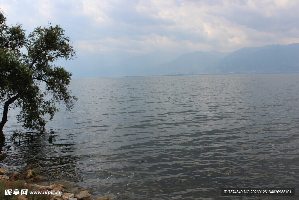 湖畔孤树 宁静湖景风光